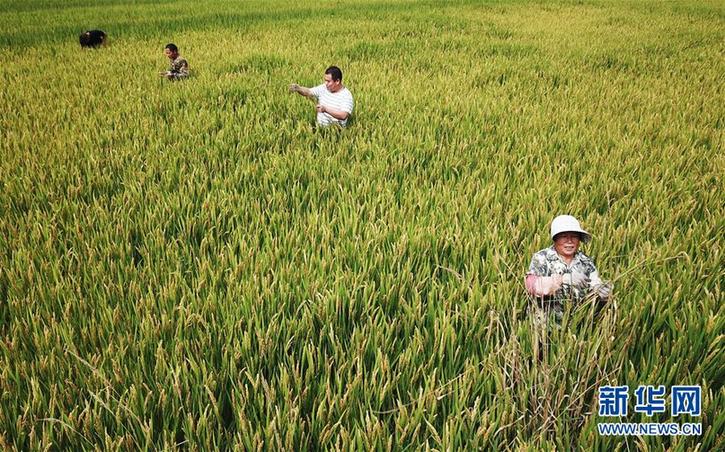 （经济）（3）河北霸州：稻壮鱼肥丰收在望