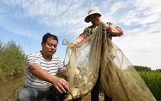 （经济）（1）河北霸州：稻壮鱼肥丰收在望