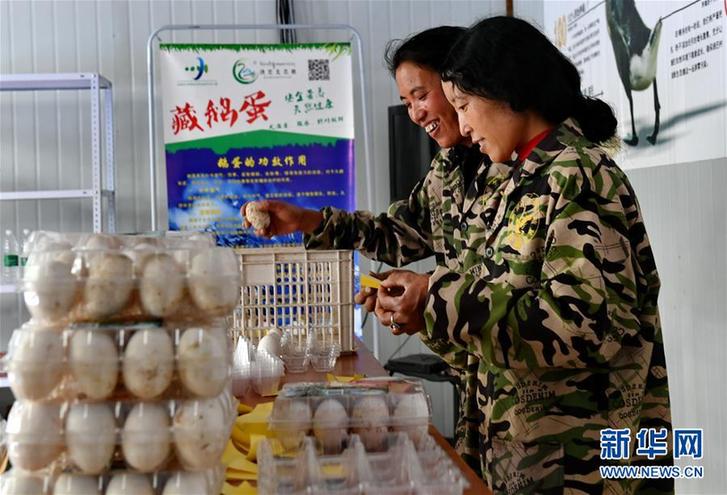 （脱贫攻坚）（3）西藏昌都：生态鹅养殖助力脱贫