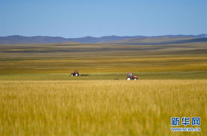 （经济）（2）内蒙古：草原打草忙