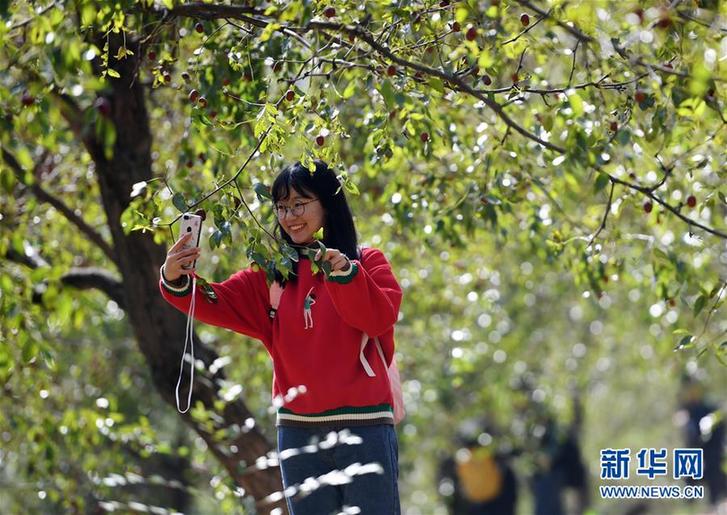 （经济）（5）陕西佳县：红枣种出红火新生活