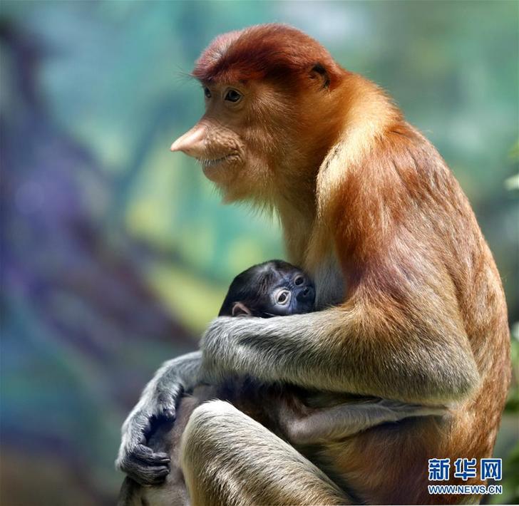 （环境）（1）广州长隆成功繁育珍稀大鼻猴