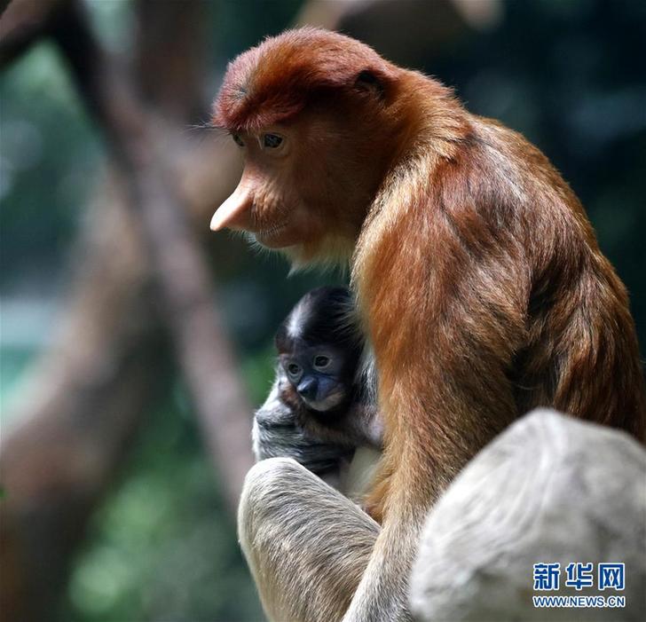 （环境）（2）广州长隆成功繁育珍稀大鼻猴