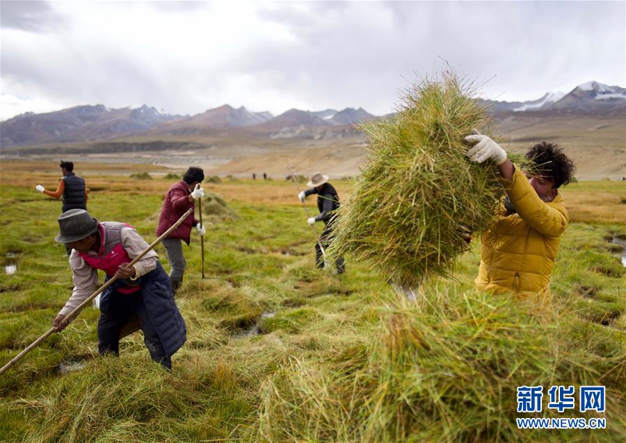 （社会）（1）藏北牧民割草忙