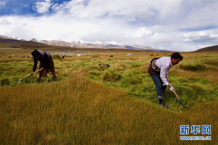（社会）（5）藏北牧民割草忙