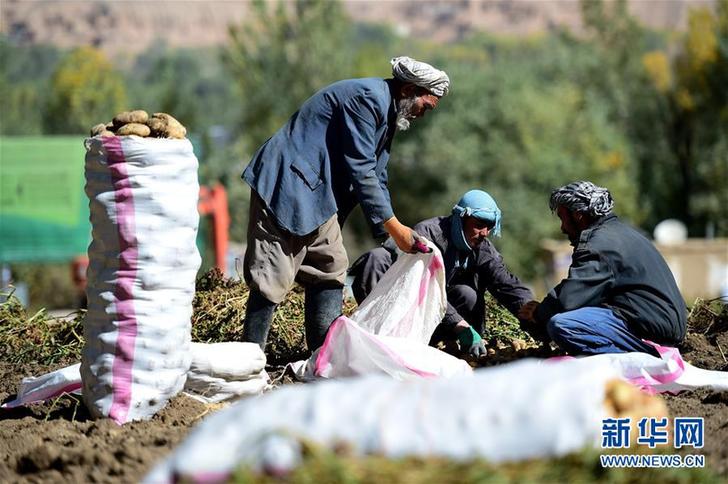 （XHDW）（1）阿富汗“薯都”迎来收获季