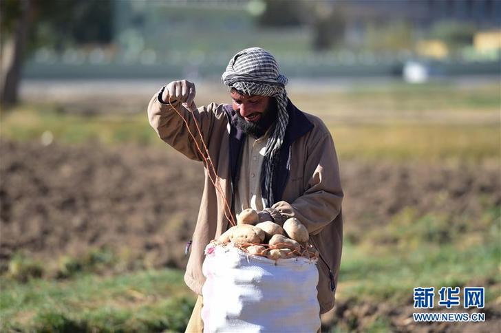 （XHDW）（4）阿富汗“薯都”迎来收获季