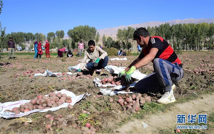 （XHDW）（5）阿富汗“薯都”迎来收获季