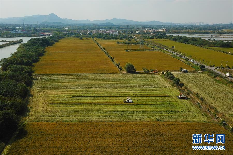 （经济）（2）浙江湖州：水稻秋收进行时