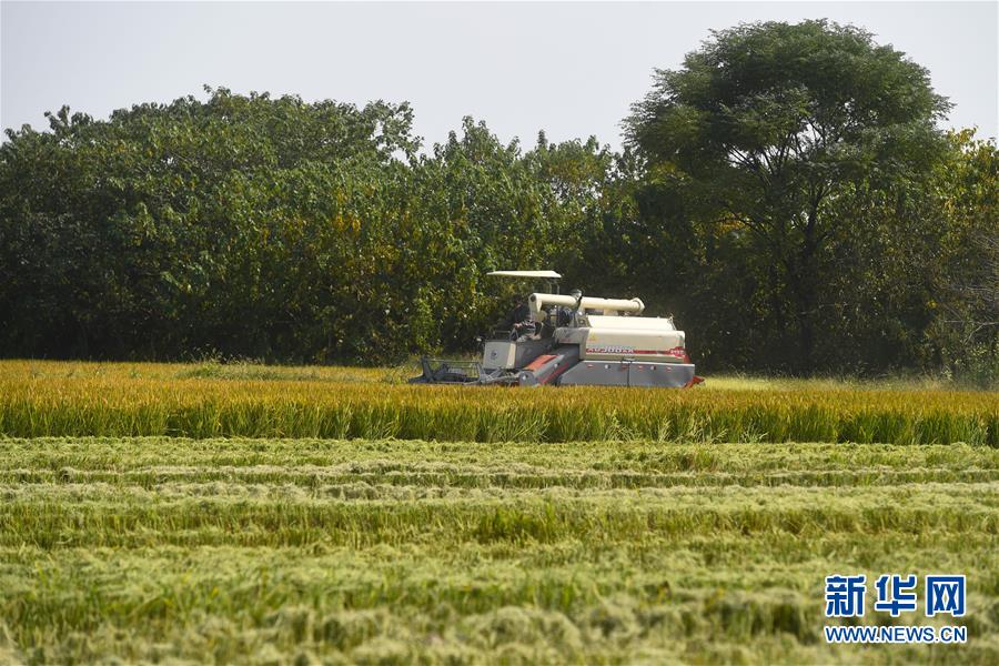 （经济）（4）浙江湖州：水稻秋收进行时