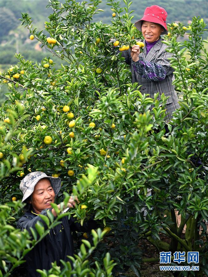 （经济）（1）江西南丰蜜桔进入丰收采摘期