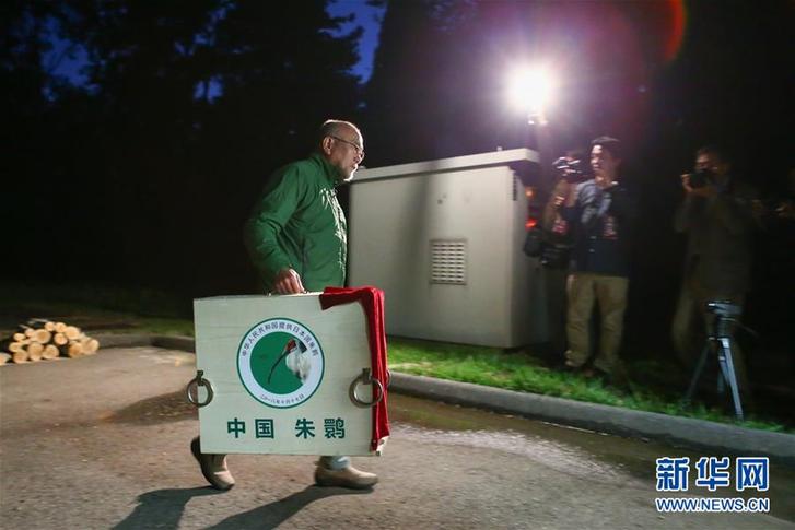 （国际）（3）中国提供的一对朱鹮抵达日本佐渡朱鹮保护中心