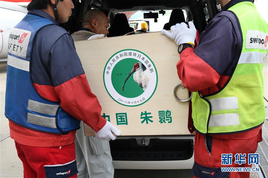 （国际）（1）中国提供的一对朱鹮抵达日本佐渡朱鹮保护中心