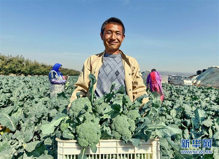 （社会）（2）河北乐亭：壮大果菜产业 助推乡村振兴