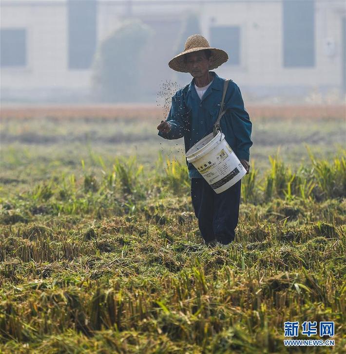 （经济）（3）“产业升级”龟鳖养殖棚变身绿色生态稻米基地