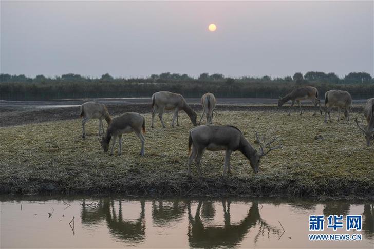 （环境）（4）杭州湾湿地的落日秋韵