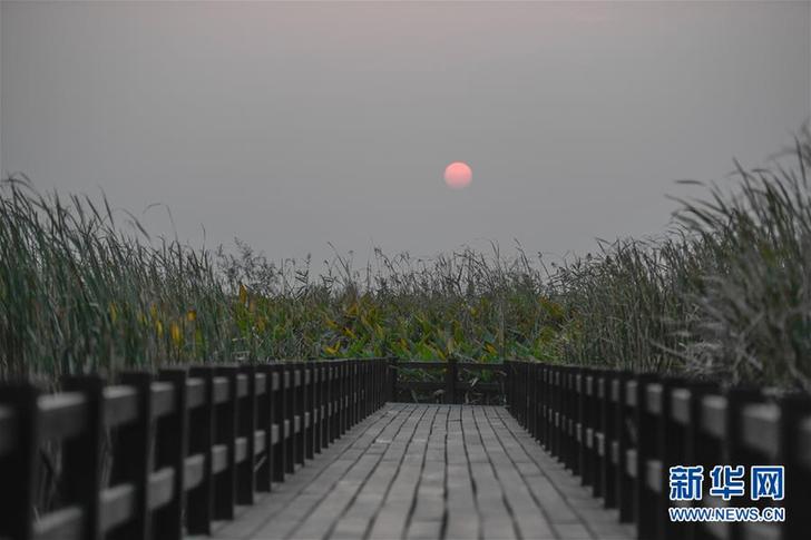 （环境）（6）杭州湾湿地的落日秋韵