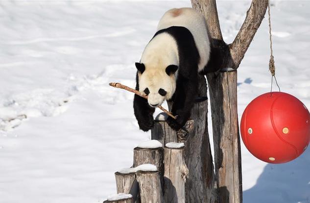 （社会）（1）大熊猫迎来了又一个雪季