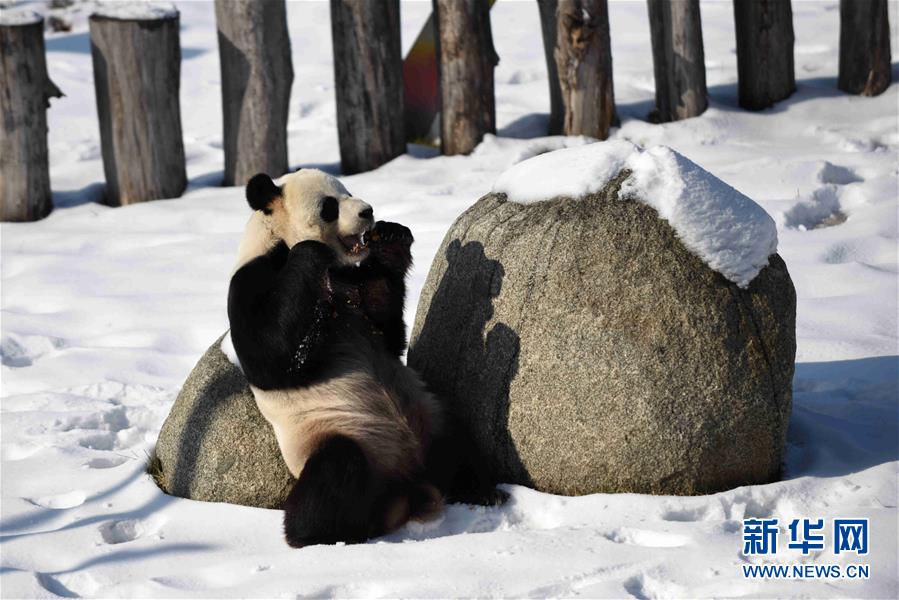 （社会）（2）大熊猫迎来了又一个雪季