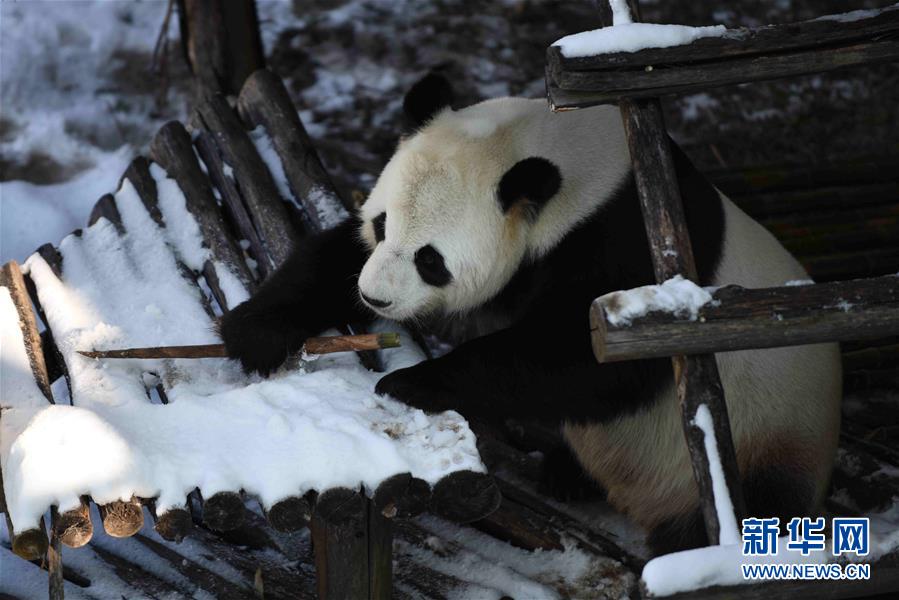 （社会）（5）大熊猫迎来了又一个雪季