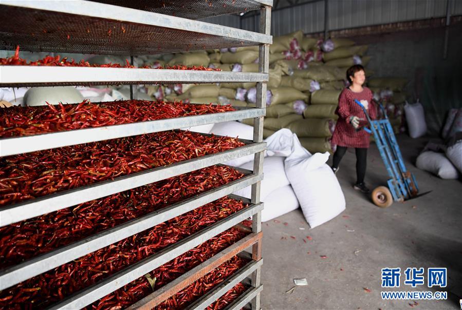 （经济）（4）山西襄汾：红了辣椒 富了腰包
