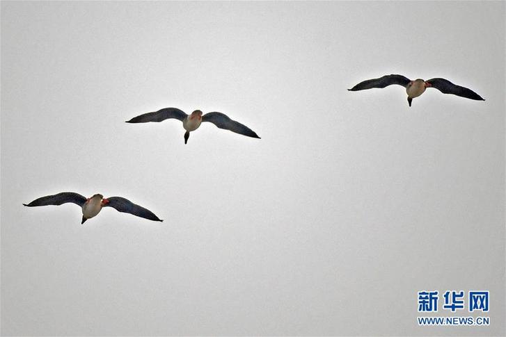 （社会）（2） 辽宁康平：卧龙湖湿地迎来大批候鸟