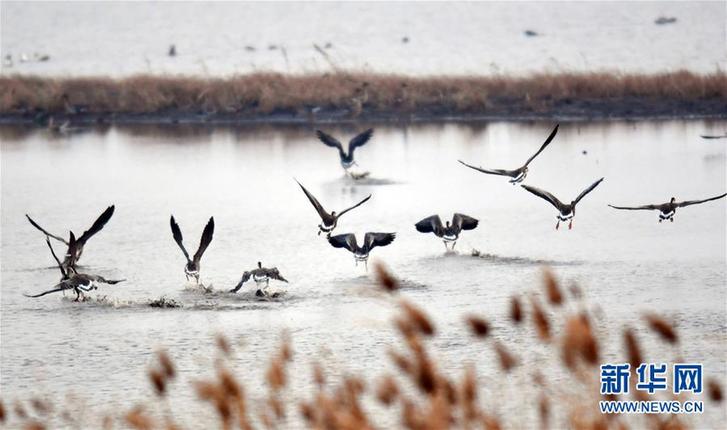 （社会）（4） 辽宁康平：卧龙湖湿地迎来大批候鸟