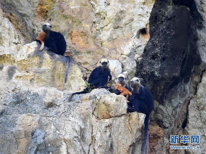 （新华全媒头条·图文互动）（辉煌60年·壮美新广西）（9）生态优势金不换——一幅铺满壮乡大地的生态画卷