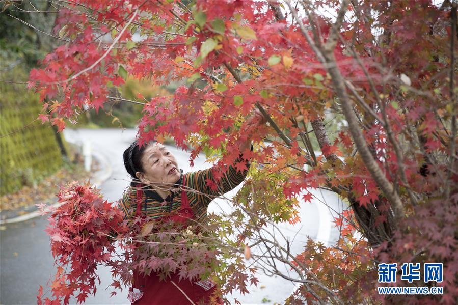 （国际·图文互动）（2）通讯：“叶子经济”让日本老龄化小镇焕发活力
