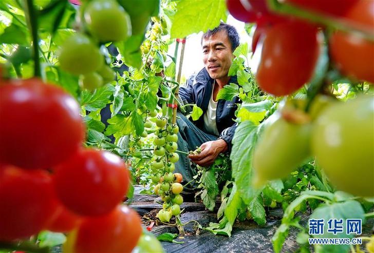 （经济）（1）河北昌黎：设施蔬菜种植助农增收