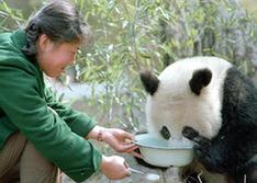 （图文互动）（6）“熊猫小姐”金勖琪：我与世界级萌宠的不解缘