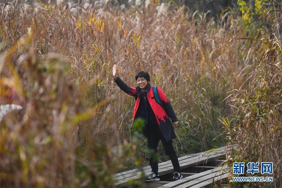 （美丽中国）（3）杭州：初冬湿地赏芦花