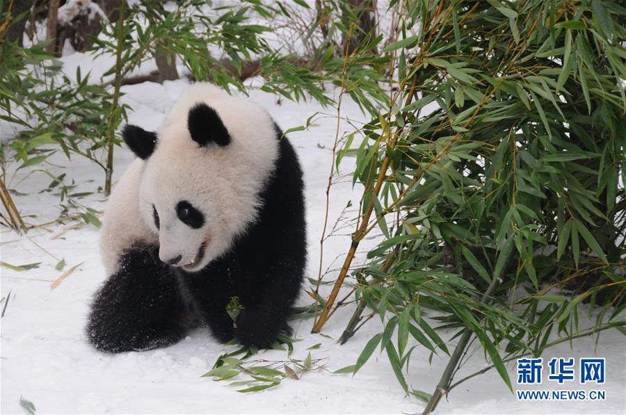 （国际）（2）奥地利出生的大熊猫龙凤胎即将返回中国