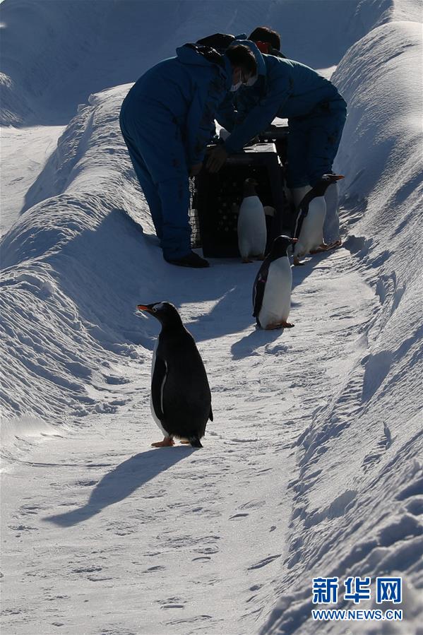 （社会）（2）冰城哈尔滨 企鹅玩雪萌
