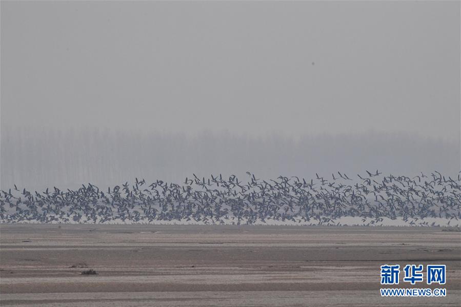（环境）（6）河南黄河湿地现“万鸟飞临”景观