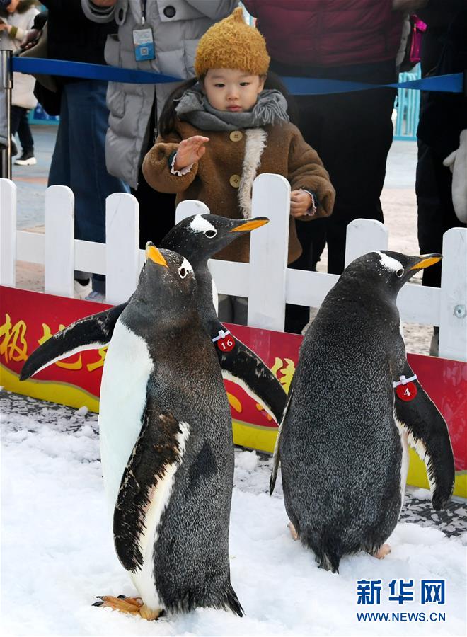 （社会）（2）与企鹅一起迎新年