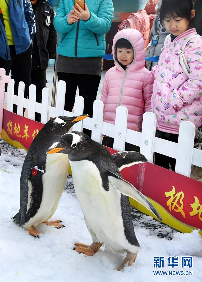 （社会）（3）与企鹅一起迎新年