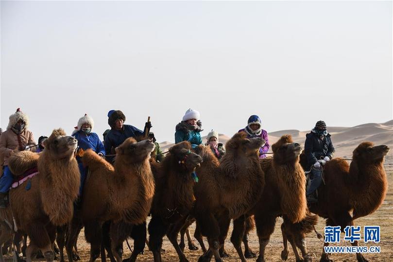 （社会）（1）内蒙古自治区第二届骆驼那达慕开幕