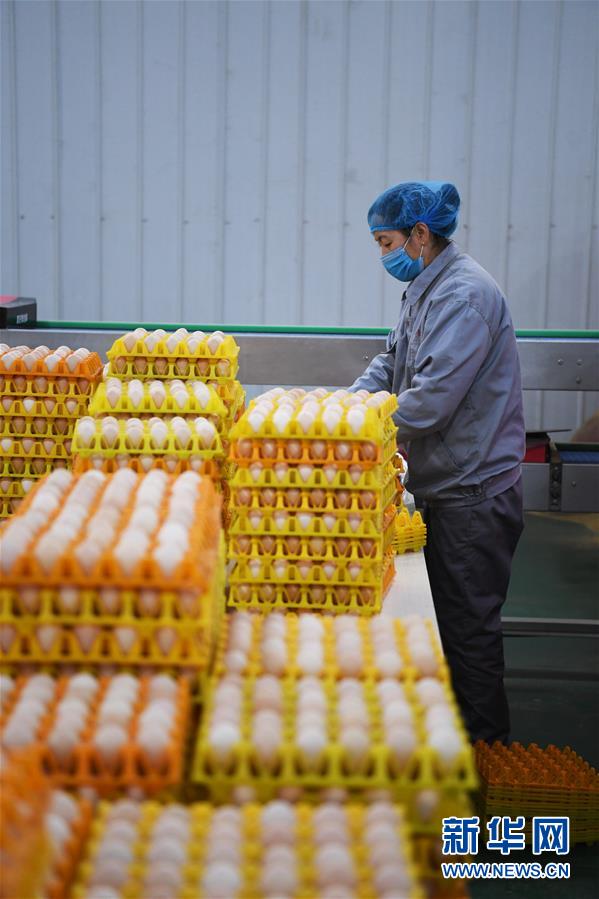 （经济）（2）小鸡蛋成致富大产业