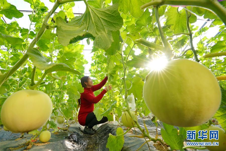 （经济）（3）河北唐山：设施农业让农民“冬闲”变“冬忙”