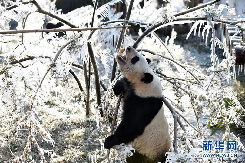 （社会）（1）济南：数九寒天熊猫“撒欢”