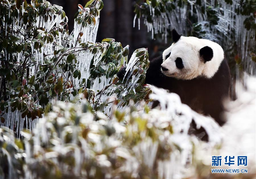 （社会）（3）济南：数九寒天熊猫“撒欢”