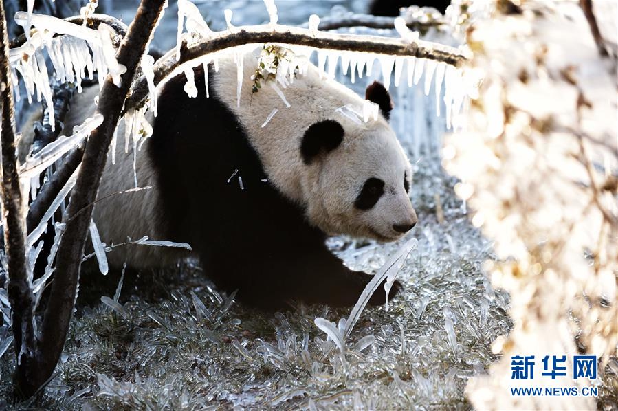 （社会）（6）济南：数九寒天熊猫“撒欢”