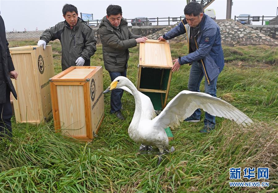 （环境）（3）16只珍稀候鸟放飞鄱阳湖
