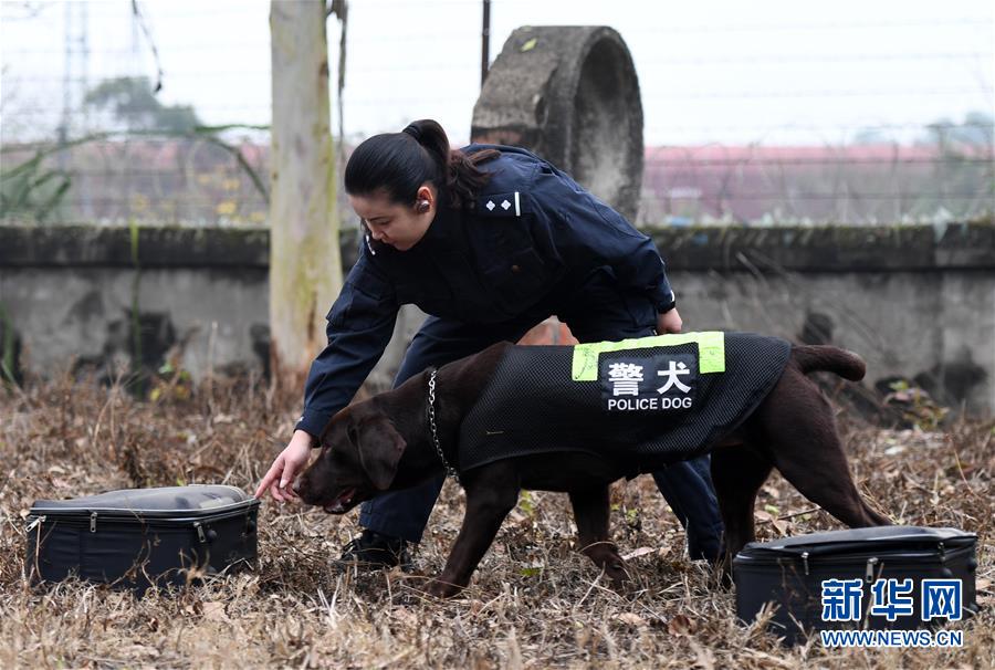 （关注春运·图片故事）（2）一个“警犬妈妈”的十年春运坚守