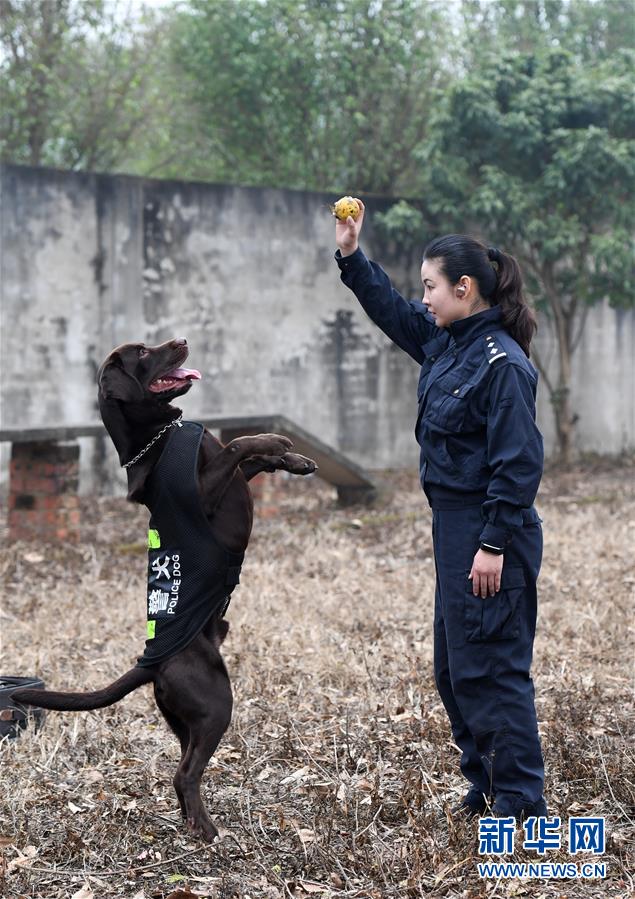 （关注春运·图片故事）（5）一个“警犬妈妈”的十年春运坚守