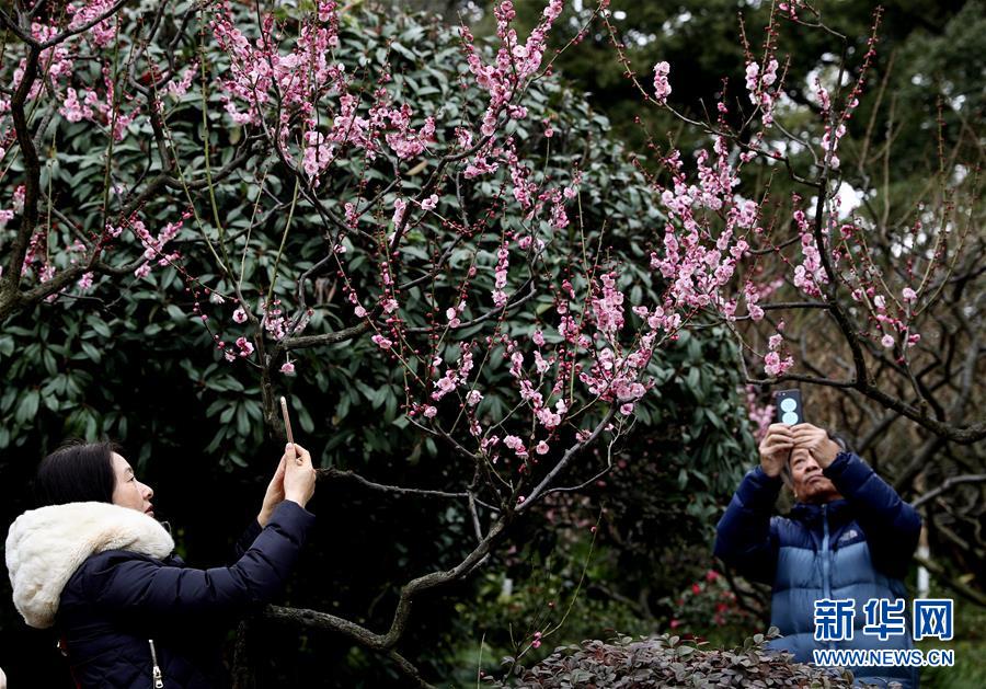 （社会）（1）上海：新春赏花游园乐