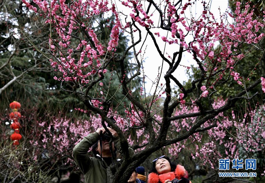 （社会）（4）上海：新春赏花游园乐