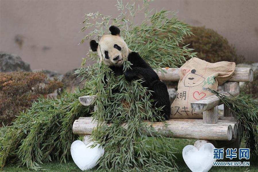（国际）（1）大熊猫“永明”：我收到礼物了！ 