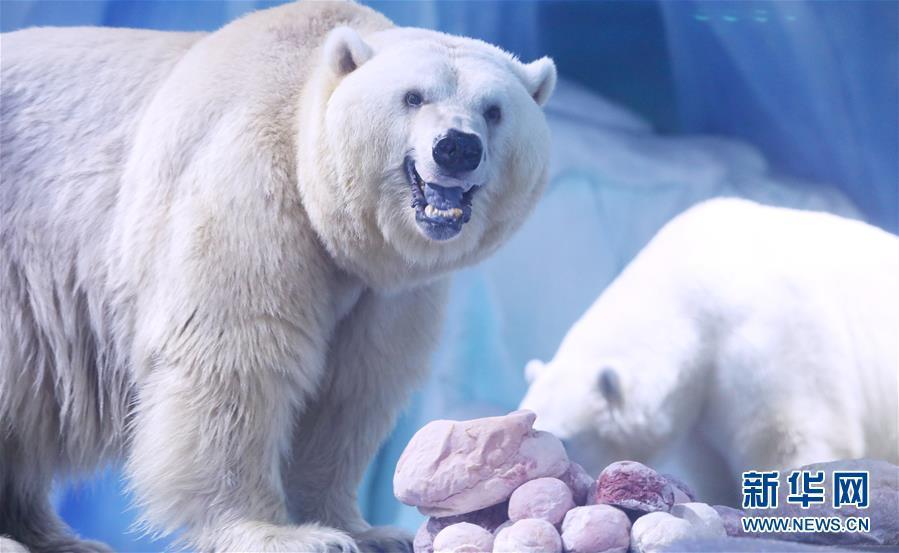 （环境）（1）北极熊欢乐度元宵